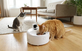 Is 2 Cans of Wet Food a Day Enough for a Cat?