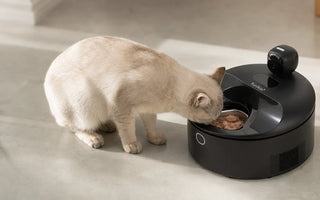 Refrigerated Wet Food Feeder vs Ice Packs: Which Is Better for Keeping Cat Food Fresh?