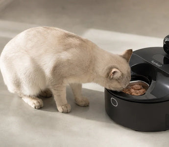Refrigerated Wet Food Feeder vs Ice Packs: Which Is Better for Keeping Cat Food Fresh?