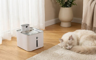 Why More Pet Owners Are Choosing a Pumpless Water Fountain