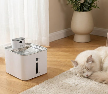 Why More Pet Owners Are Choosing a Pumpless Water Fountain