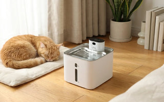 How Often Should I Clean My Pet Water Fountain?