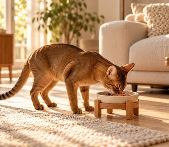 Simba eating wet cat food from a ceramic bowl beside a fresh water bowl in a sunlit home.