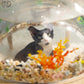 Furdear Wooden Acrylic Aquarium Cat Fish Tank