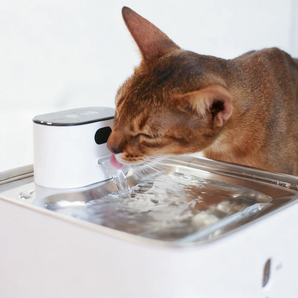 Hydra Pumpless Fountain & Pisci Smart Pet Feeder